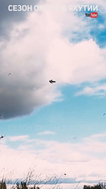 попали в утиное место