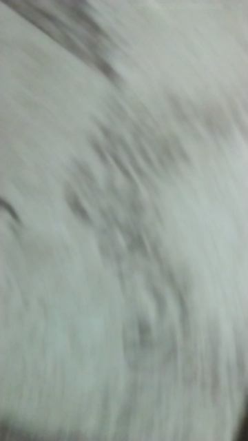 наша черепаха.mp4