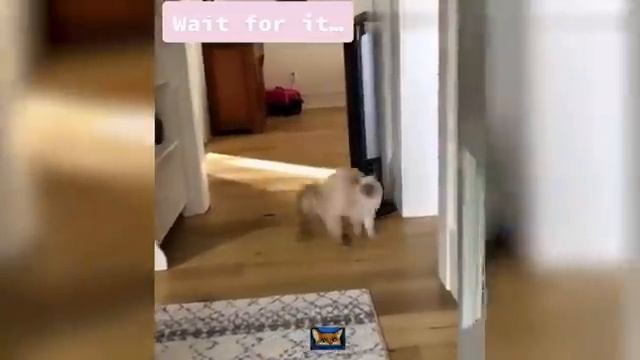 СМЕШНЫЕ ЖИВОТНЫЕ