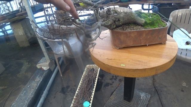 Формирование бонсай из вяза шершавого. Краткий видеоотчет.