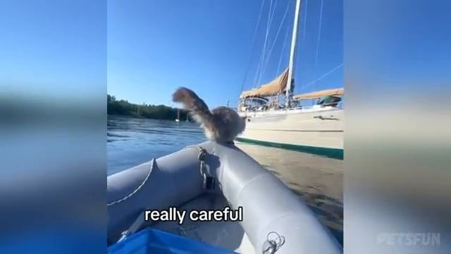 Смешные коты приколы