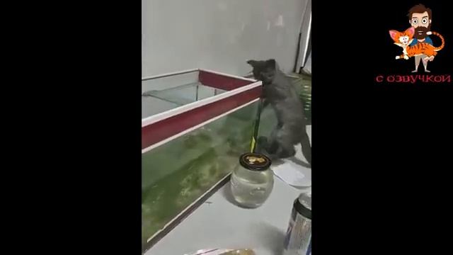 Прикольные коты 2026