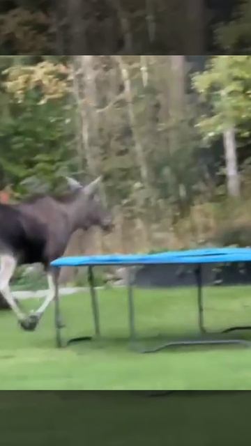 Утро в деревне. К соседям пришёл лось