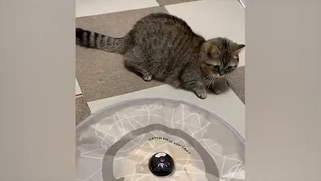 Приколы с котами и собаками 2026