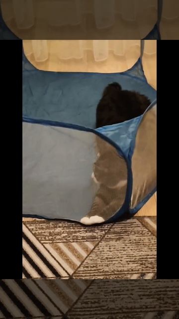 Кошки- мышки
