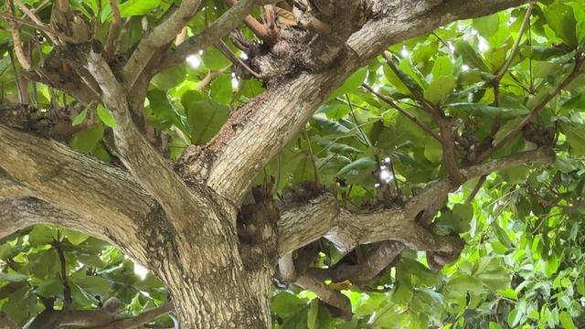 Бассейны отеля Horizon YalongBey. Отпуск в Китае. Хайнань. Собираемся на шопинг.