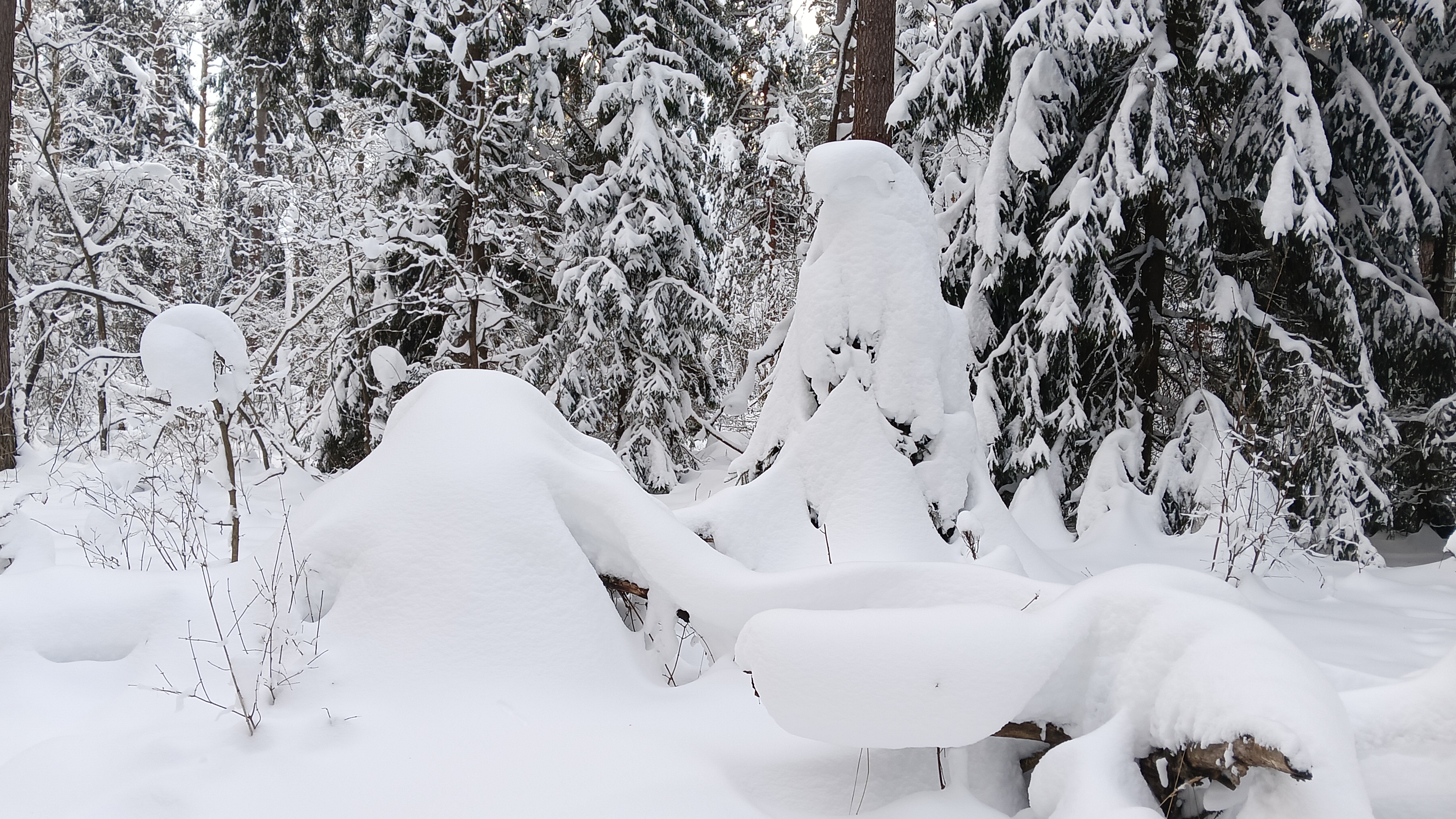 Красивые зимние пейзажи. Катаемся на лыжах по аллее 