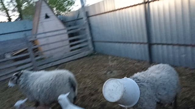 Барашка в ведре