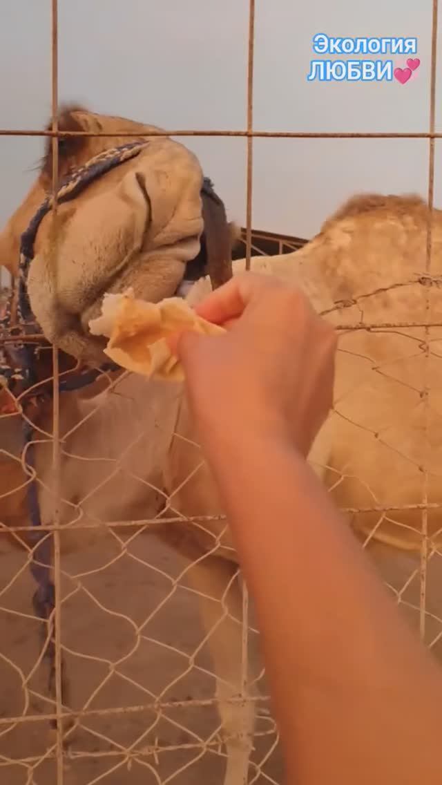 Пустыня. Закат😍 И Сюрприз😍❤#travel, #uae, #camel, #fun, #adventure