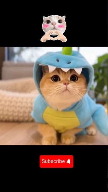 Милый котик #котик #милашка