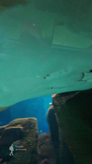 Sochi Discovery World Aquarium