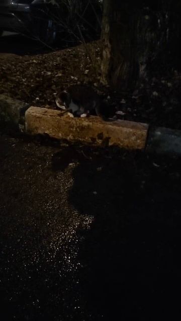 просто котик и мышка