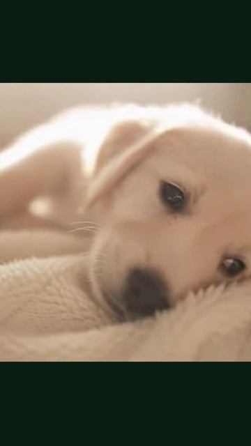 Милые щеночки #furryfriends #puppylove #puppyinspiration #puppydogeyes