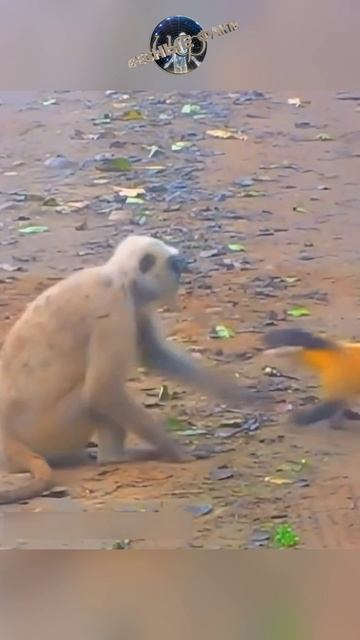 Харза - желтогрудая или уссурийская куница - Martes flavigula  (@infackts)