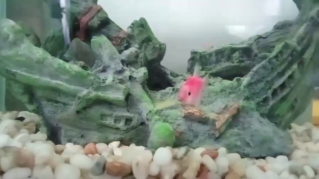 рыбки кушают