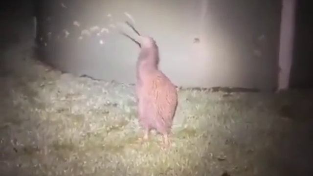 Видео от Красноярская тайга. Фотоловушки