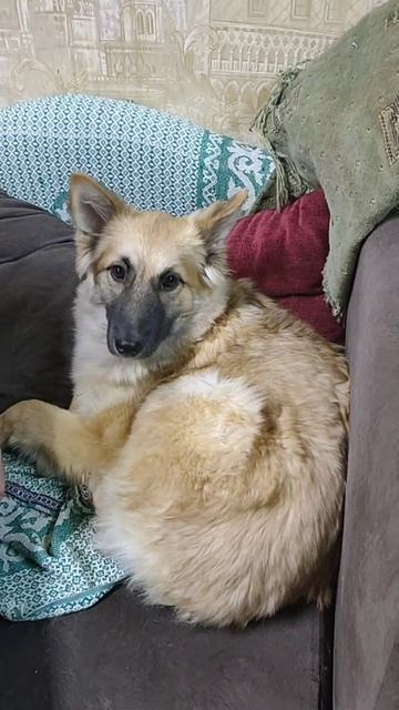 Маленькая трусишка ищет дом! Надеемся приручить 🙏