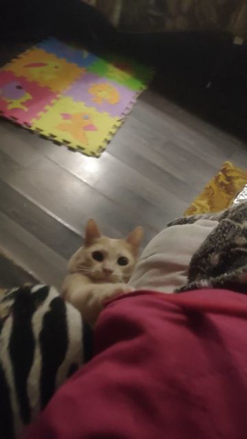 У НАС КОТ СУМАСШЕДШИЙ👺