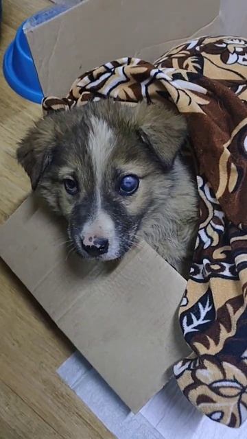 Вот такой вот Слепышонок у нас теперь...🙏