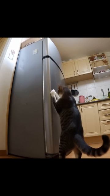 #смешныеживотные #животныевприключениях #уютныеживотные #приключенияживотных