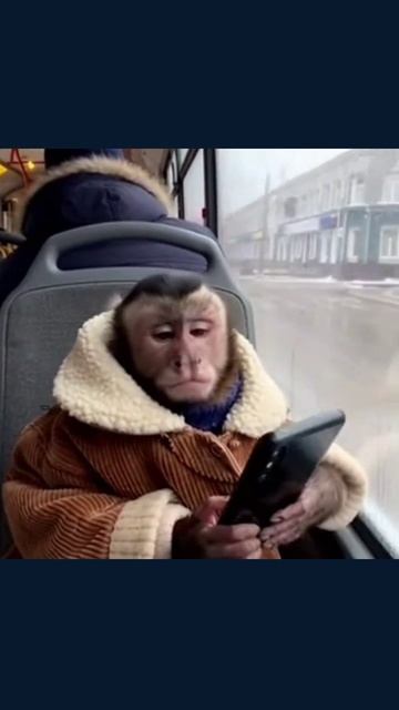 #смешныеживотные #забавныеживотные #животныеюмора #животныеиулыбки #животныевидео