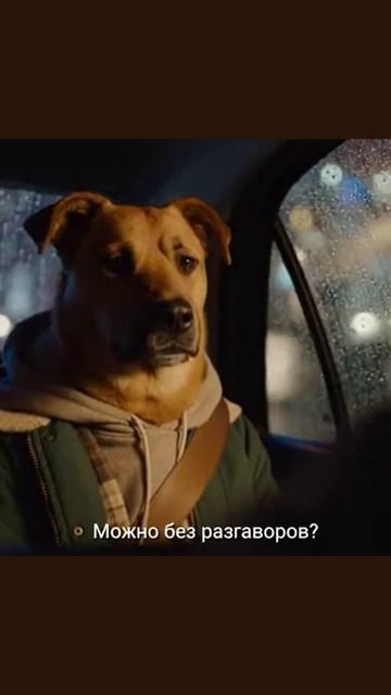 #говорящиеживотные #юмор #животныевюморе #смешнотоп #питомцывдействии #животныеговорят #видеоюмора