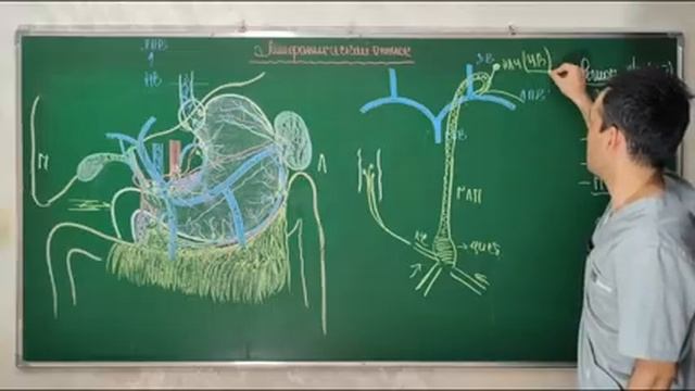 ТОПАНАТОМИЯ ЖЕЛУДКА .mp4