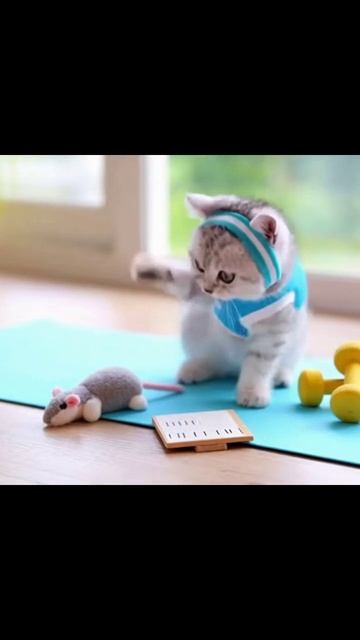 #милыеживотные #забавныеживотные #домашниеживотные #любимыеживотные #животныедрузья #животныевидео #