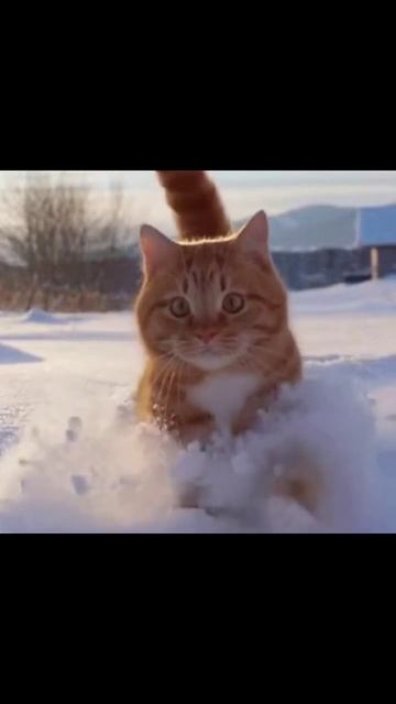 #коты #снег #котикивснегу #милота #снегопад #снежныеприключения #животные