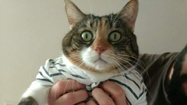 95f5bcb752291cf338d4d50562dfe725