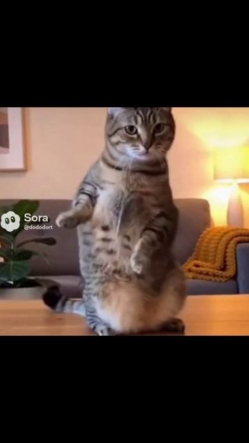 #котик #котикиинтернет #мими #веселыекотики #мяу