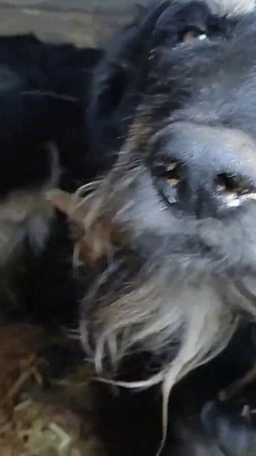 Собаки замерзают! ПОМОГИТЕ НАМ🙏🙏🙏