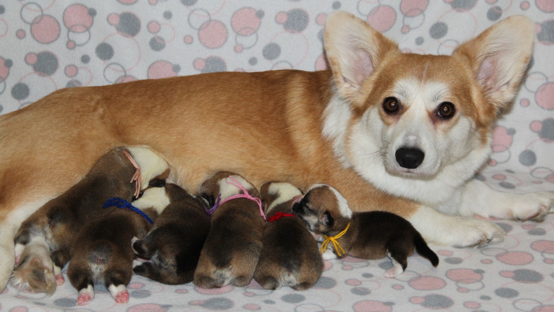 Фрай Винд Э-помет, щенки вельш корги пемброк, возраст 1 неделя