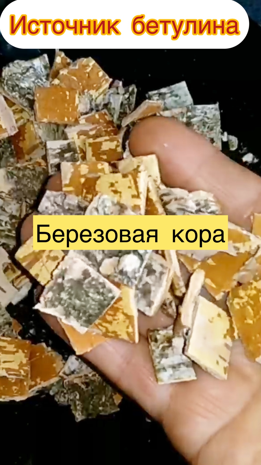 Березовая кора - источник бетулина