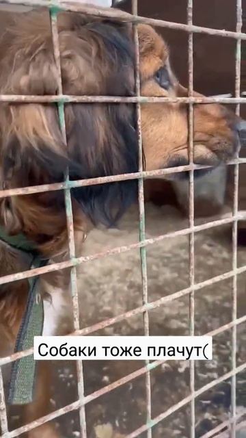 Собаки тоже плачут! 💕 Ищем семью Бобику 🙏