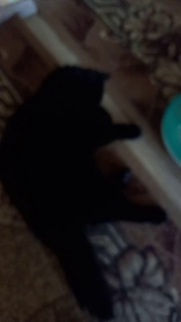 #коты #котики ##котики правят миром