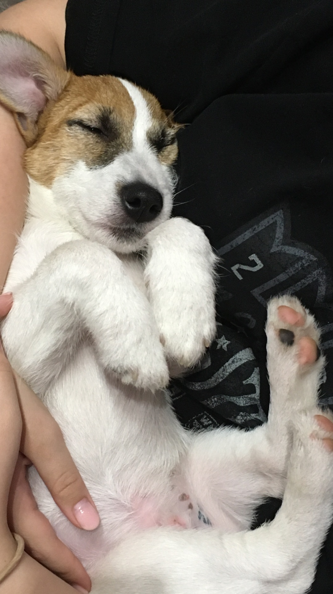 Мой супер-пупер гиперактивный джек-рассел🐶😂😴