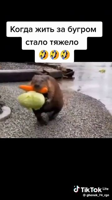 F3d2f68a925a55a7f5fcf41642ebac1d_1758692091872.mp4