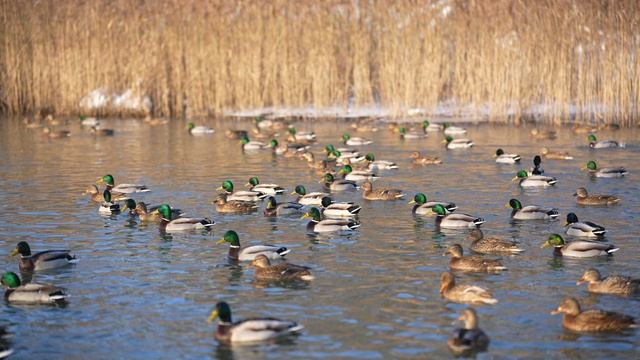 4K 50p со всей ширины кадра с автофокусом и стабилизацией, Sony A7 V