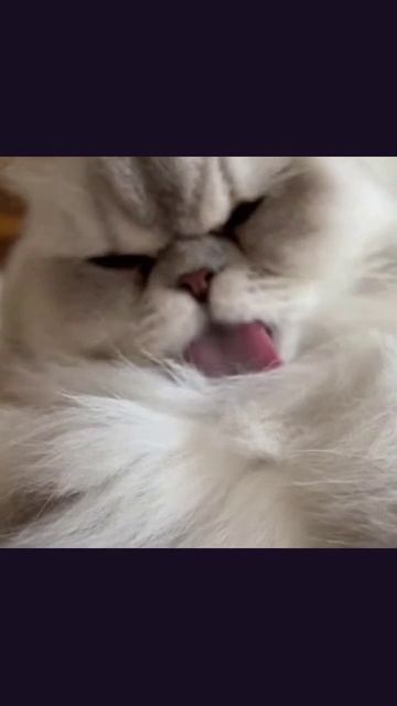 #коты #котики_в_домашних_условиях #милые_коты #кошачьи_приключения #кошачья_жизнь