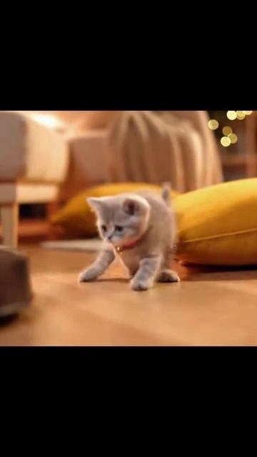 Милый котик #домашние_питомцы #кошачьи_приключения #котик_на_видео #фелинология