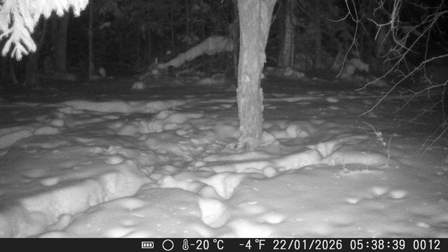 ЗАЯЦ БЕЛЯК.