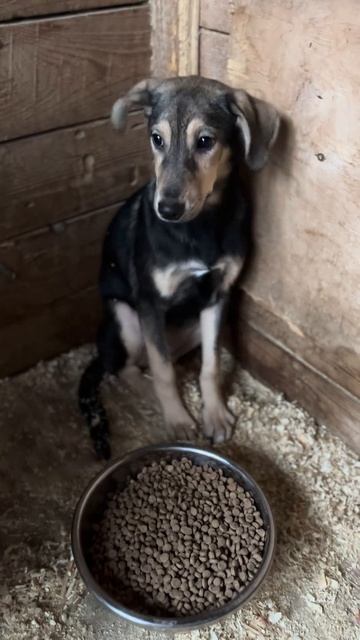 Маленькая кроха трясется и дрожит. Спасите из приюта! ❌