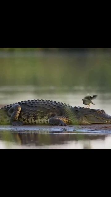 #животныеавстралии #дикоеавстралийское #австралийскаяприрода #австралийскаяфауна #австралийскиеживот