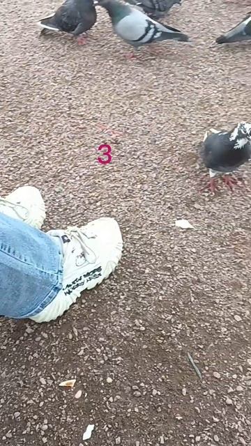 Алинка и голуби