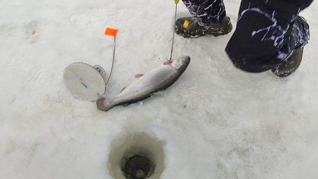 45c675cd601597d49c9bb4a1357dac6c