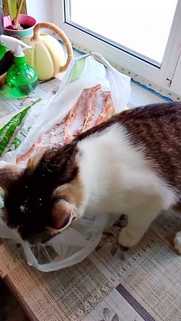 308c92f61da4da0302016c9bd996c84f