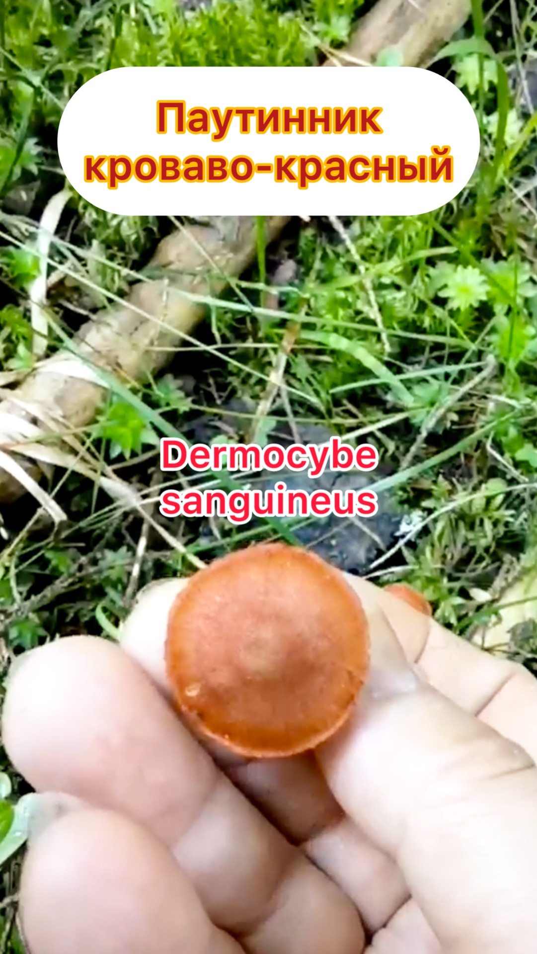 Паутинник кроваво-красный Cortinarius(Dermocybe)sanguineus