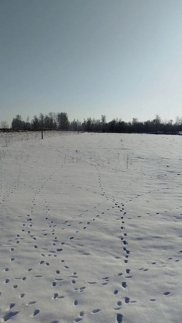 #село #кот #черныш #котик #животные #голос #мысли #мысливслух #cat