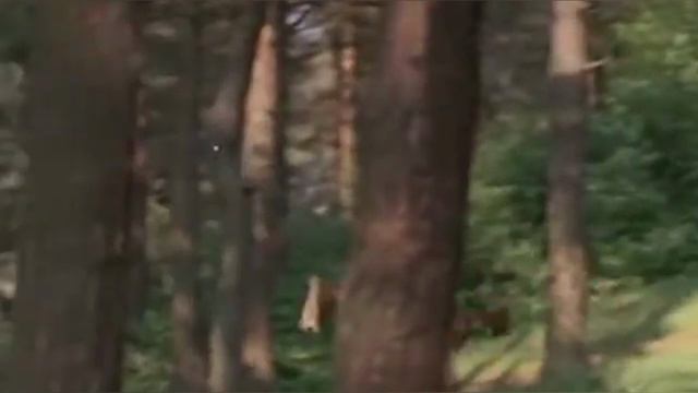 D'Artagnan-Pourquoi Pas (DJ GenaMedia Cover)